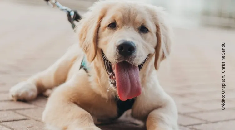Proponen a perrito para el Premio Nobel de la Paz tras detener pelea. (VIDEO)