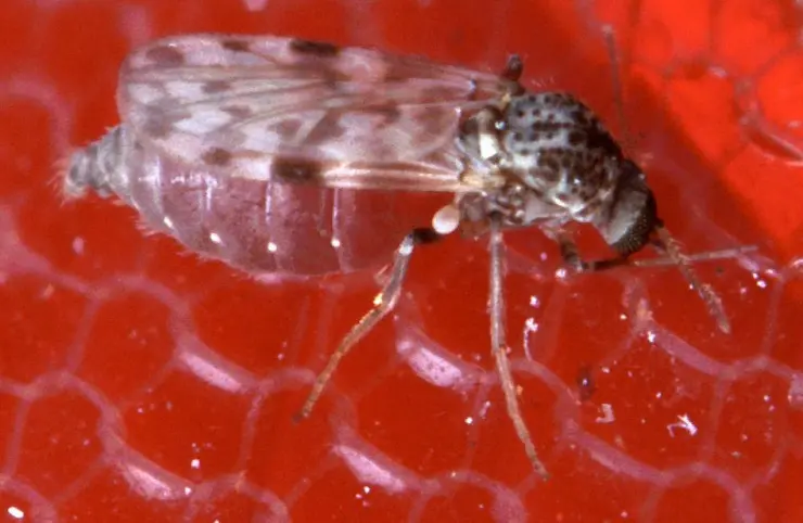 Plaga de CHAQUISTES en Tuxtla Gutierrez (6).jpg