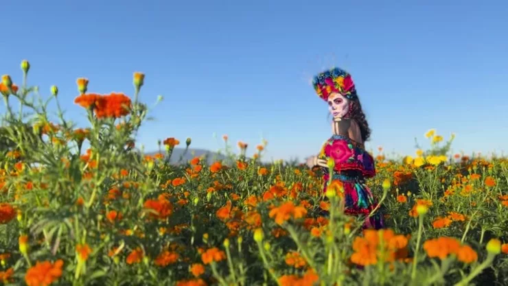 Campos de cempasúchil en Puebla