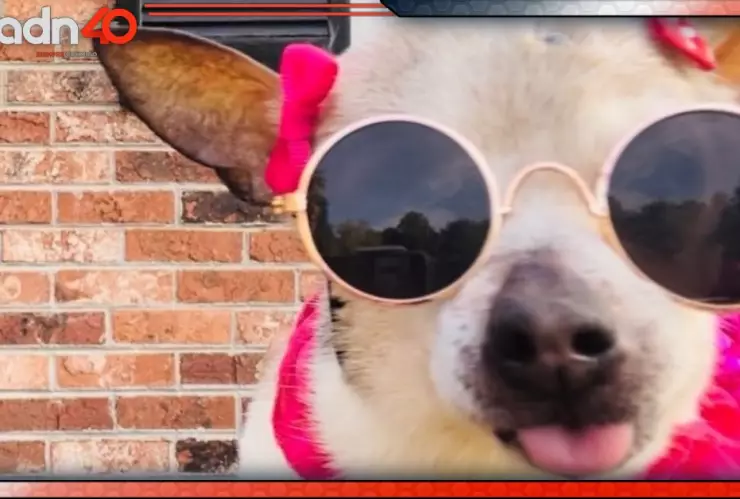 Murió Pebbles, la perrita más longeva del mundo