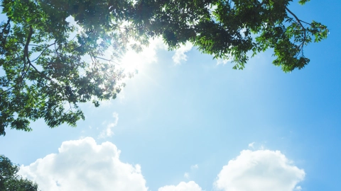 Los árboles que crecen más rápido y dan sombra