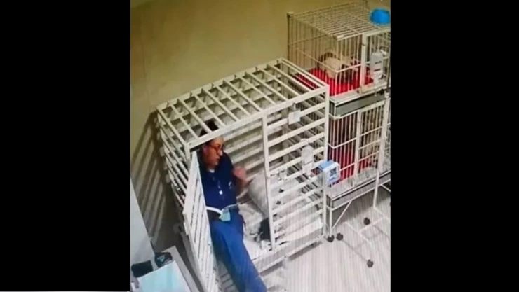 Veterinaria le lee un cuento a perro en el interior de su jaula