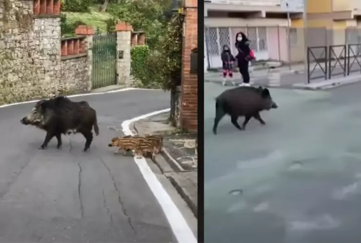 Jabalíes, mujer, supermercado.jpg