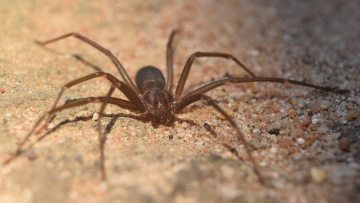 araña violinista en terracería.