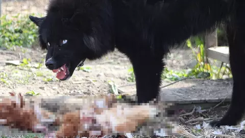 Niño salió a jugar y fue atacado por perros; se lo estaban comiendo