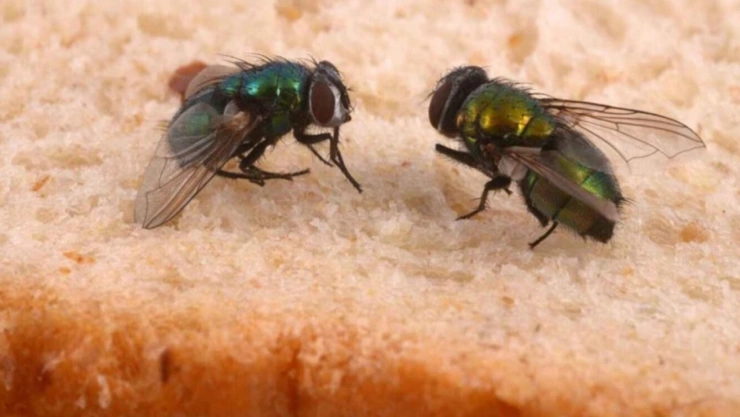 Autoridades sanitarias de México activan VIGILANCIA para evitar casos del Gusano Barrenador.