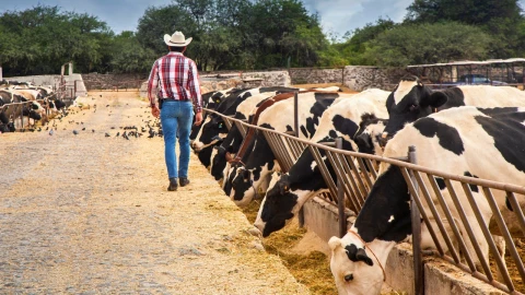 EUA aprueba reapertura para el comercio de ganado con México