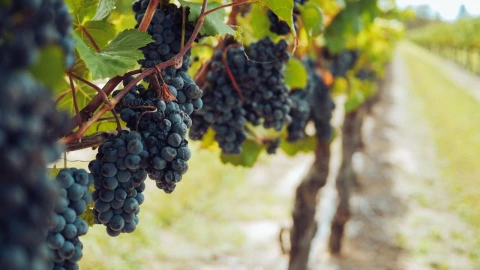 Ruta del vino en Aguascalientes