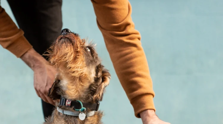 nuevo_coronavirus_perros_humanos.jpg