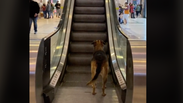 Perrito escaleras electricas