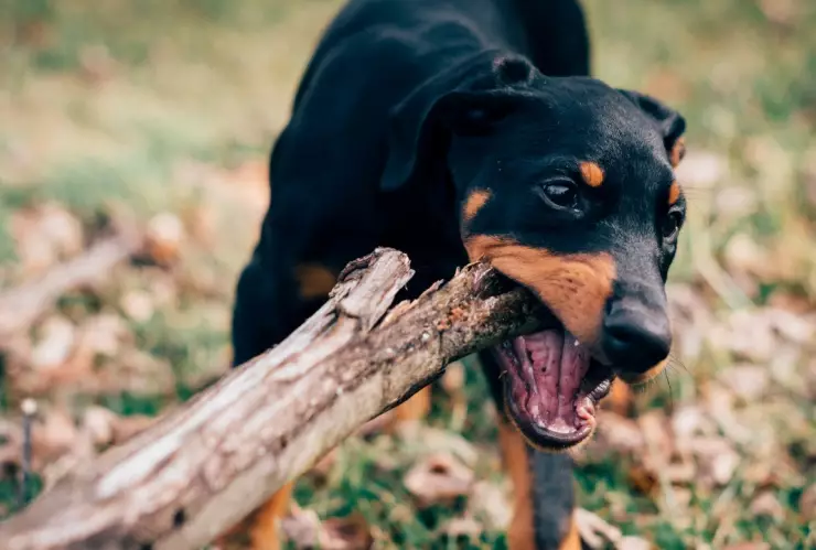 perro-muerde-activista-animales-rusia