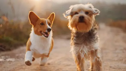 Parvovirus canino en Yucatán_ ¿Qué es, qué tan mortal es para los perros, municipios afectados y qué se sabe?