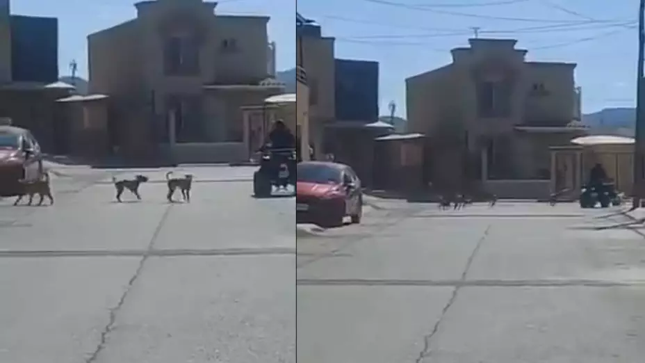 jauría de perros de Quinta Montecarlo