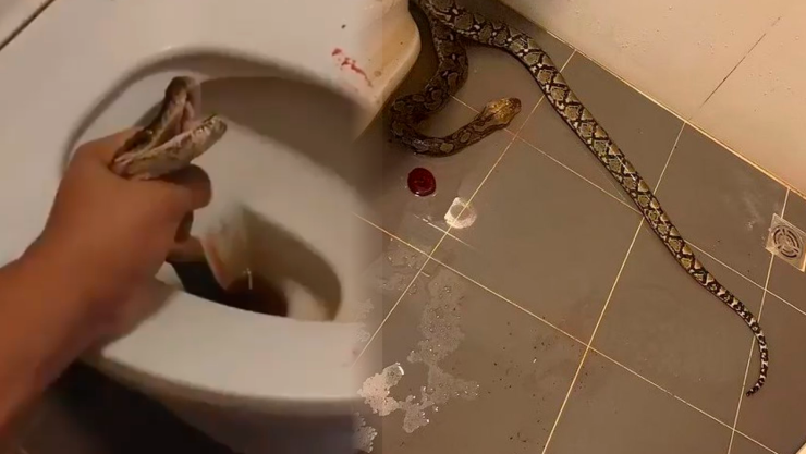 Serpiente muerde hombre baño