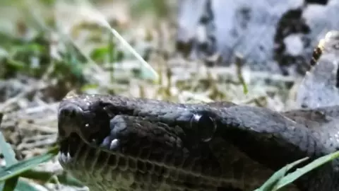 PORTADA boa Mérida.jpg