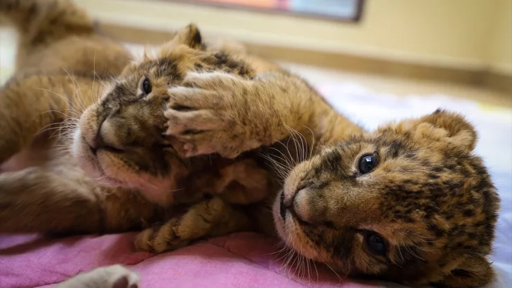 Nacen tres leoncitos en el Parque Ecológico Zacango en Edomex