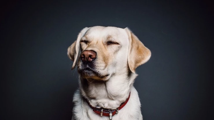 perros personas malas