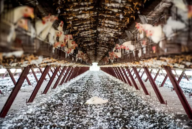 Argentina suspende exportaciones por gripe aviar