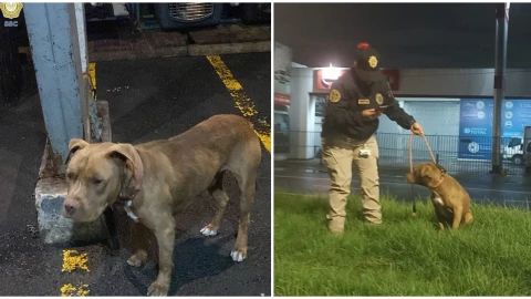 Redes sociales salvan a perrito en Iztapalapa: ¡Conoce su historia!
