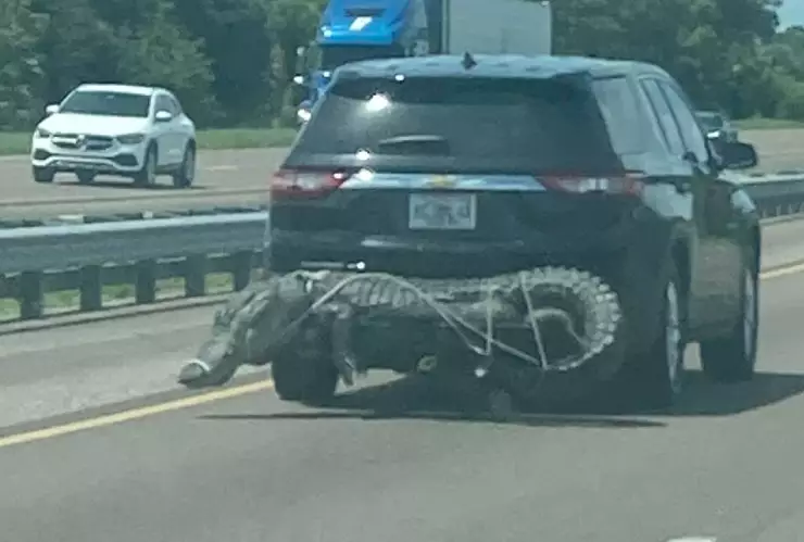 Caimán camarrado a camioneta.jpg