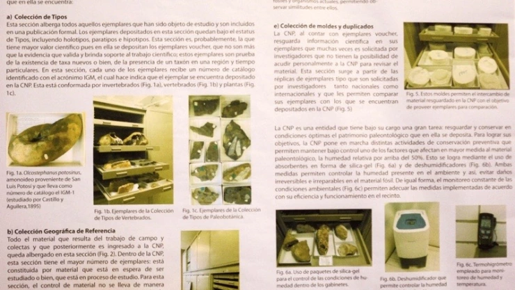 Colección fósiles UNAM