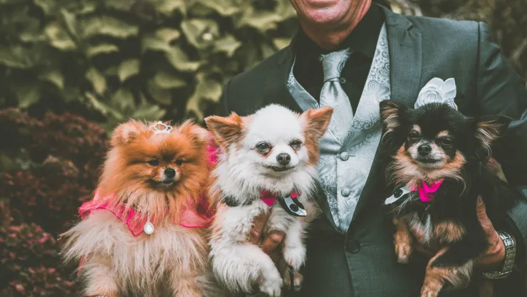 Mascotas ya pueden ser testigos simbólicos de bodas en Ecuador