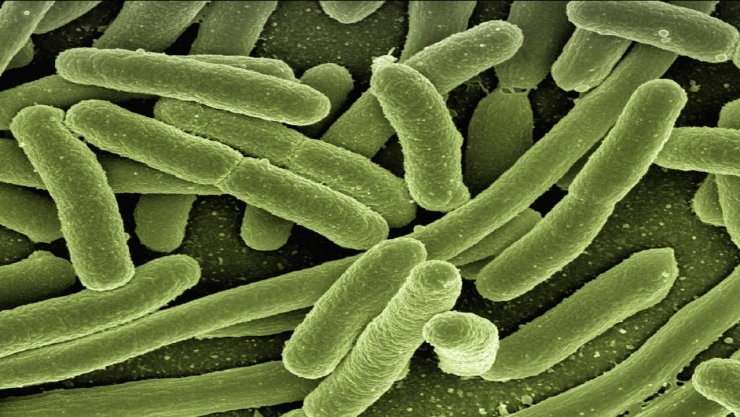 Aumentan casos de bacteria comecarne tras huracanes Helene y Milton