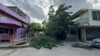 Árboles caídos en Coatzacoalcos tras paso de frente frío número 13