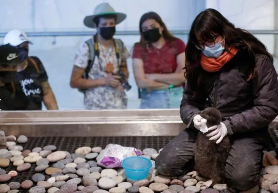 ¡El zoológico de Guadalajara recibe a una cría de pingüino Deli!