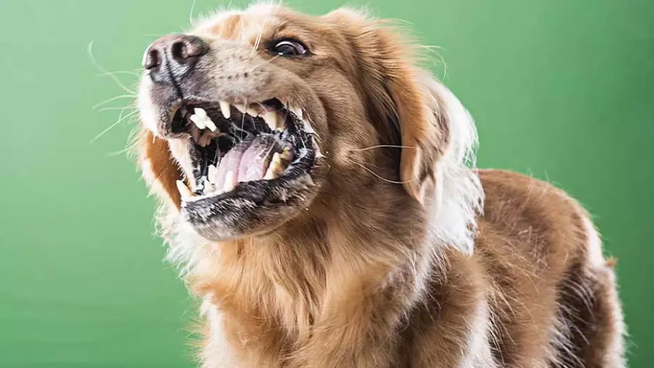 ¿Qué animales son susceptibles a transmitir rabia?
