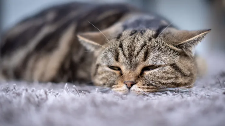 Gato cansado enfermo