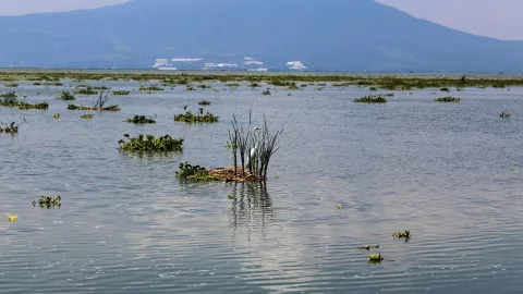 ¿Baja histórica? Falta de lluvias generan cambio drástico en el nivel del Lago de Chapala HOY 29 de noviembre