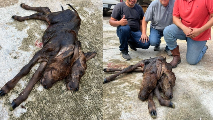 Ternero con dos cabezas Palenque