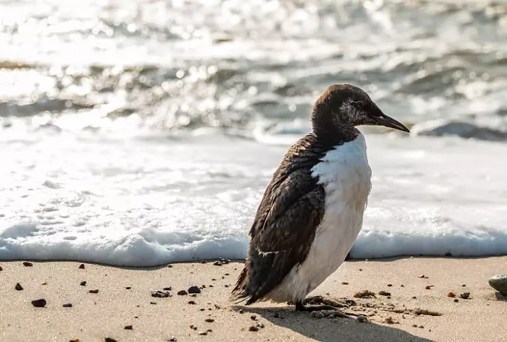bird-lomvie-guillemot-nature.jpg