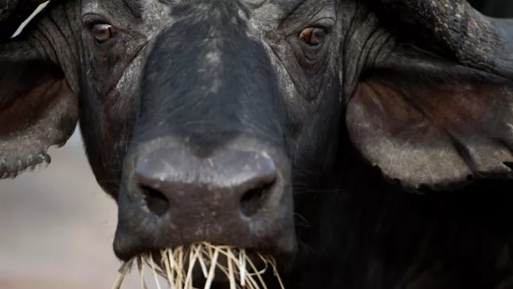 De cazador a presa búfalo embiste mortalmente a hombre en Sudáfrica.jpg