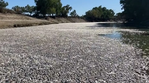 peces muertos en Australia