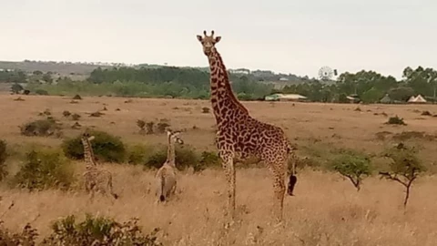 jirafas gemelas Kenia nacimiento