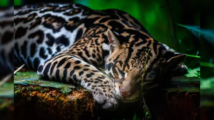 Ocelote
