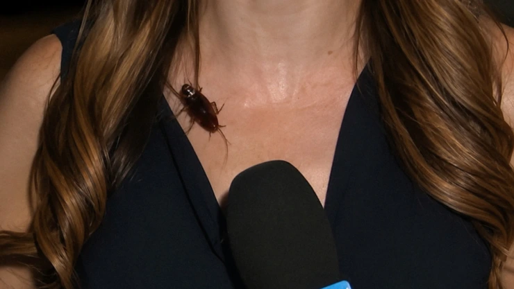 Cucaracha sorprende a reportera de Los Ángeles transmisión
