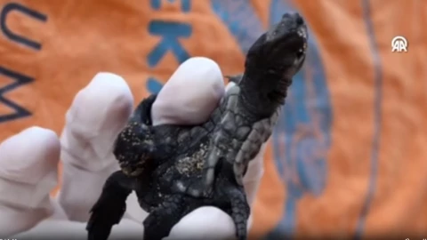 Descubren crías de tortuga unidas en sitio protegido de Turquía