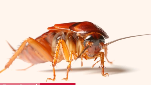 cucarachas en el fin del mundo cucarachas en el fin del mundo
