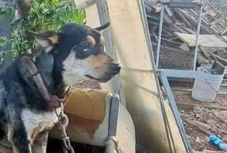 Rescatan a perros en Tecate por maltrato