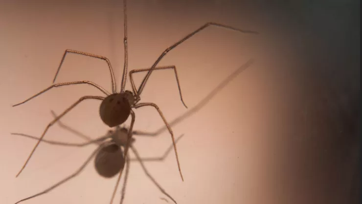 ¡Tómalo en cuenta! Las arañas patonas hembra viven solo unos pocos meses