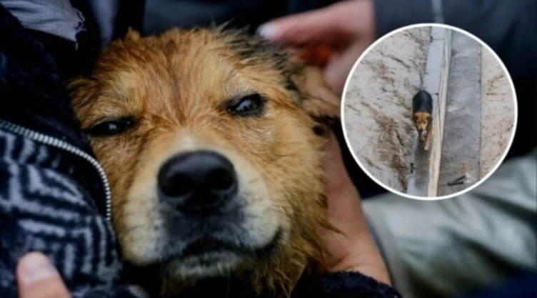 El perro Morocho fue adoptado tras emotivo rescate del río Mapocho