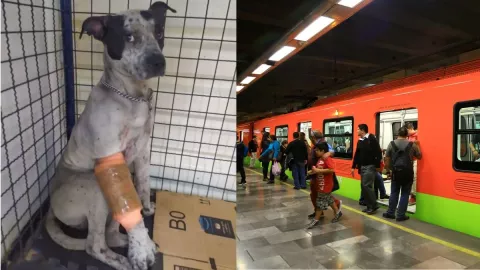 Metro CDMX, perrito, dueño A.jpg