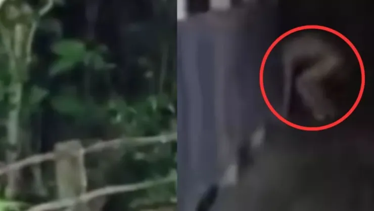 VIDEO: Captan a nahual en selva de Catemaco en Veracruz; desata temor entre habitantes