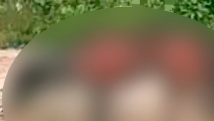 Perrito