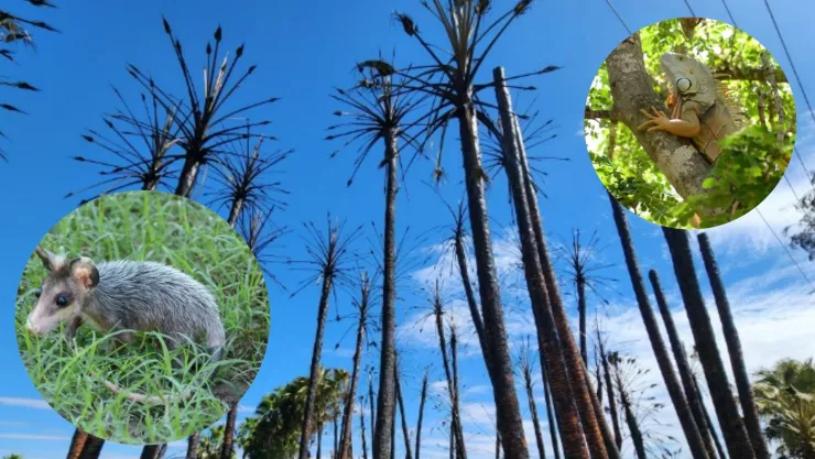 Incendio en Los Mochis afectó también a los animales