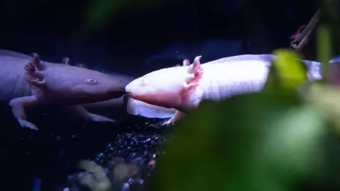 ¿Cómo llegaron ahí? Niño encuentra ajolotes en Cataluña; emiten alerta ambiental