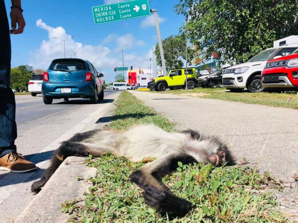 atropellan mono araña en quintana roo